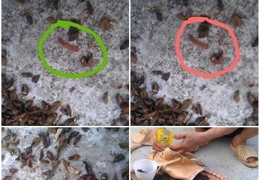 Kinh hoàng gối thảo dược đầy sâu